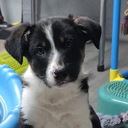 Border Collies, Labrador Retrievers, and Sporty Mixes from Memento Vivere Kennels