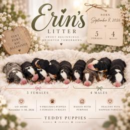 Slate - Tri-color male Bernedoodle puppy in Norcross, Georgia from Teddy Puppies