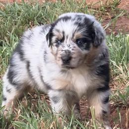 DogZilla  aka Zilla - Blue merle female Australian Shepherd puppy in Tuscola, Texas from Cross Arrow K Awesome Aussies