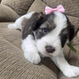 Bailey - Parti female Miniature Schnauzer puppy in Plaucheville, Louisiana from Honey Doux Southern Paws