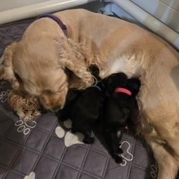Cocker Spaniel Puppies from Classy Cockers of Wake Forest
