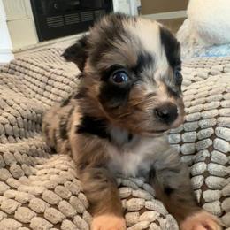 California - Blue merle female Australian Shepherd puppy in Albertville, Alabama from Salt Creek Aussies