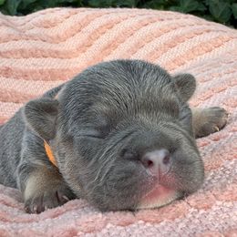 Orange collar - Tricolors male French Bulldog puppy in Salisbury, Maryland from 77 Frenchies Maryland