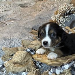 Chivas Regal - Black tri female Miniature Australian Shepherd puppy in California from Eagle River Aussies