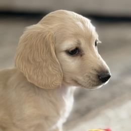 Cream female - Cream female Dachshund puppy in Mc Donough, Georgia from Hot Diggity Doxies