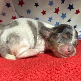 MWF1 - Dapple female Dachshund puppy in Carthage, Texas from Rafter C Ranch Doxies