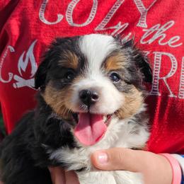Black Tri - Black tri male Toy Australian Shepherd puppy in Addy, Washington from Mountain Mama Mastiffs and Tailspin Toy Aussies