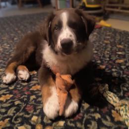 Australian Shepherd Puppies from Diane's Australian Shepherds