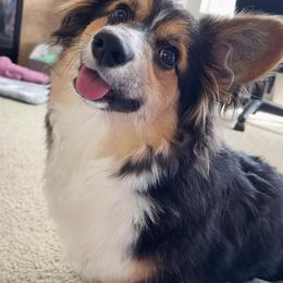 Pembroke Welsh Corgi All Grown Up from Han Dynasty Corgis