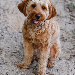 Finley - Goldendoodle