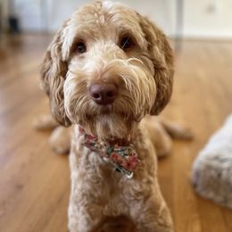 Chicken - Goldendoodle
