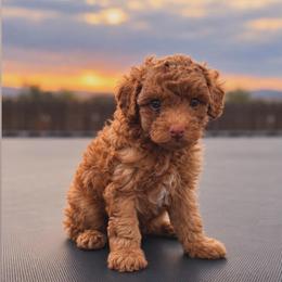 Willie - Apricot male Goldendoodle puppy in Millville, California from Hope Lane Kennels