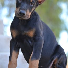 Doberman Pinscher Puppies from Obsidian Kennels
