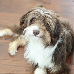 Ollie - Aussiedoodle