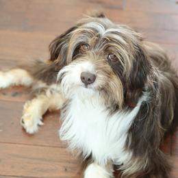 Ollie - Aussiedoodle