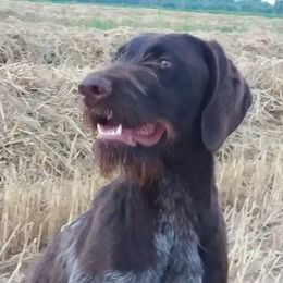 Cora - German Wirehaired Pointer