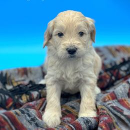 Gus - Goldendoodle puppy in Lancaster, Minnesota from North Star Dog Training