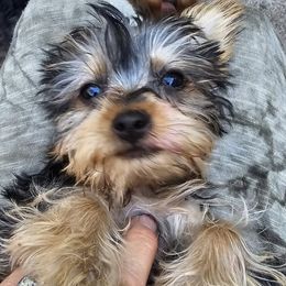Yorkshire Terriers from Meadmama7