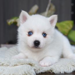 Flora - White female Pomsky puppy in Coos Bay, Oregon from Ocean View Pomskies