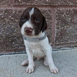 Boy 4 - male German Shorthaired Pointer puppy in Potosi, Wisconsin from Point and Flush Gun Dogs