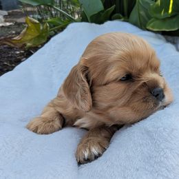 Grace - Ruby female Cavalier King Charles Spaniel puppy in New Holland, Pennsylvania from Mountain Breeze Puppies
