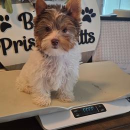 Kountree - Chocolate, tan and white female Yorkshire Terrier puppy in Clermont, Florida from Bella's Prissy Butts
