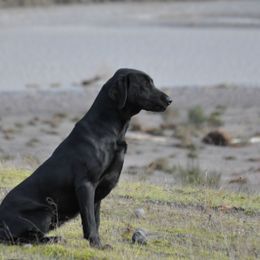 Chesapeake Bay Retrievers and Labrador Retrievers from Skookum Creek Retrievers