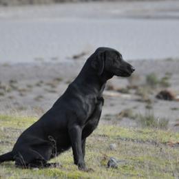 Chesapeake Bay Retrievers and Labrador Retrievers from Skookum Creek Retrievers