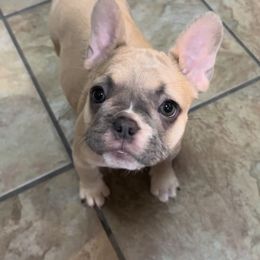 French Bulldog Puppies from Lola’s Frenchies
