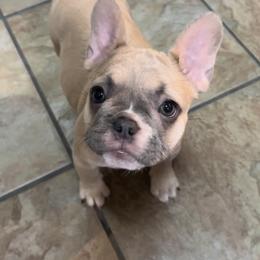 French Bulldog Puppies from Lola’s Frenchies