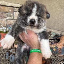 Japanese Akitainu puppies from Havoc Akitas