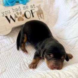Black and Tan Long-Haired Boy - Black and tan male Dachshund puppy in Burkesville, Kentucky from Bline’s Awesome Aussies & Doxies at the Bline Family Farm