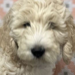Boy 5 - Fawn and white Sheepadoodle puppy in Franklin, Texas from Cross Doodles