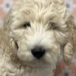 Boy 5 - Fawn and white Sheepadoodle puppy in Franklin, Texas from Cross Doodles