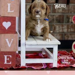 Beau - Red male Australian Labradoodle puppy in Redding, California from Shasta Royal Monroe Puppies