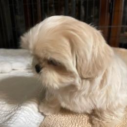 Shih Tzu Puppies from Marlene Kenney's Shih Tzus