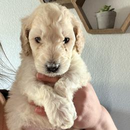 Goldendoodle Puppies from Fiala Goldendoodles