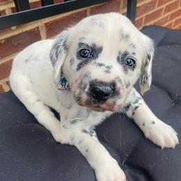 Dalmatian Puppies from Clarks 101 Dalmatians
