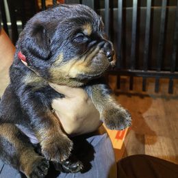 Rottweiler Puppies from Von Zak Kennels