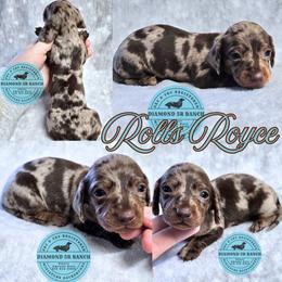 ROLLS ROYCE - Dapple male Dachshund puppy in Columbia, Louisiana from Diamond 5R Ranch AKC & CKC Miniature Dachshunds