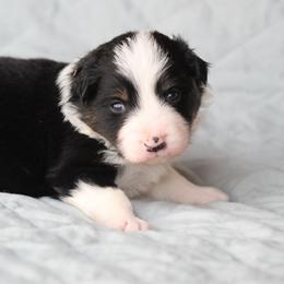 Blk male tri color - Black male Border Collie puppy in Tylertown, Mississippi from Cool Meadow Farms