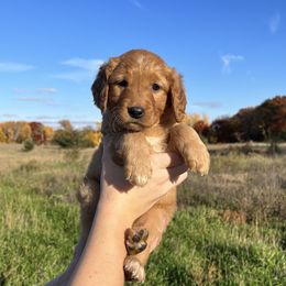 Golden Retriever Puppies from Johnson's Red