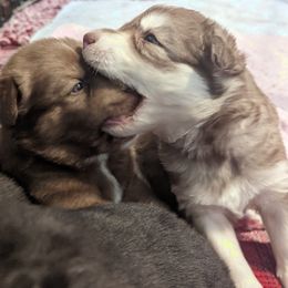 Siberian Husky Puppies from Wyant Farms