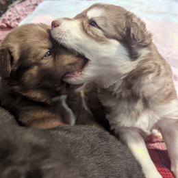 Siberian Husky Puppies from Wyant Farms