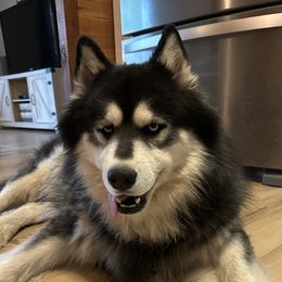 Barron - Siberian Husky