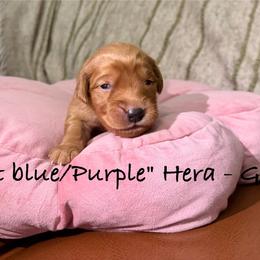 Hera - Dark golden female Golden Retriever puppy in Weston, Missouri from Love is Golden