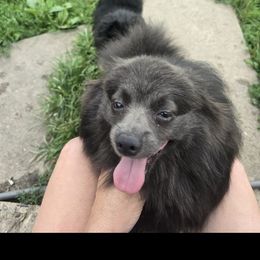 Stormy - Pomeranian