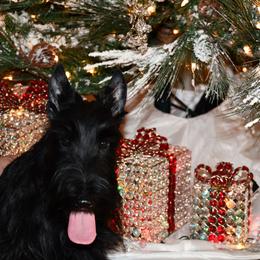 Scottish Terrier Puppies from Scottish Terriers at The Rock