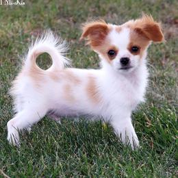 Emmett - White male Mi-Ki puppy in Elizabeth, Colorado from Royal T Mi-Kis