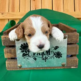 Azrael - Red and white male Cockapoo puppy in Holton, Indiana from MoonShine Babies